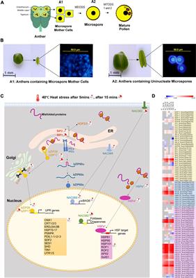 Rapid Transcriptional Reprogramming Associated With Heat Stress-Induced Unfolded Protein Response in Developing Brassica napus Anthers